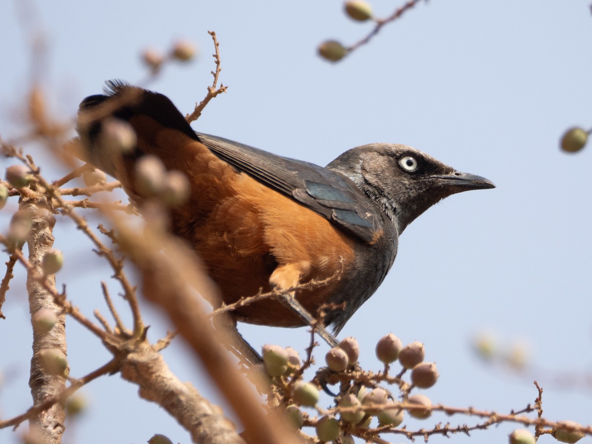 Chestnut-bellied Starling - Gavin Ailes