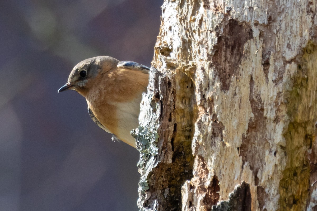 Eastern Bluebird - ML617236372