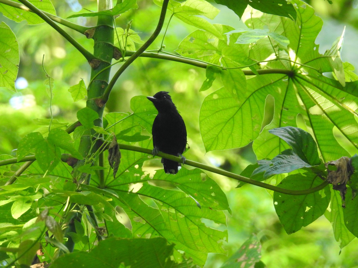 Glossy Antshrike - ML617236381