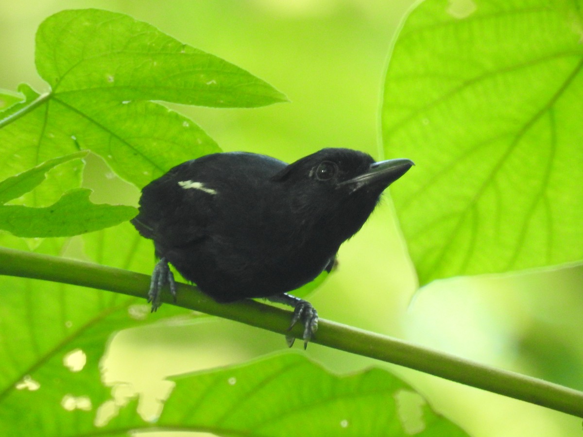 Glossy Antshrike - ML617236382