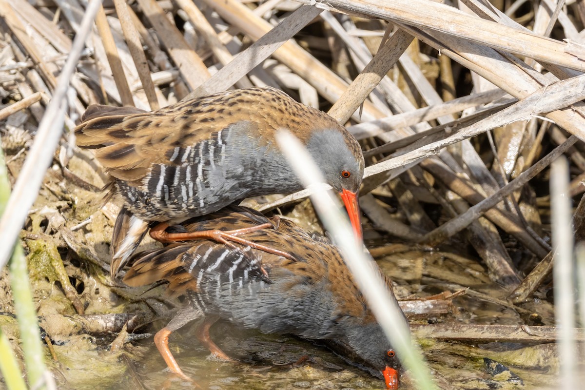 Water Rail - ML617236404