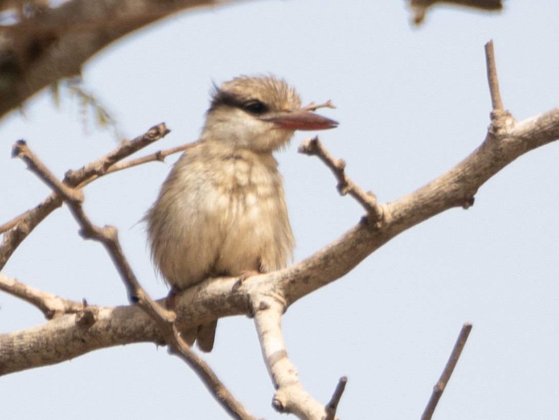 Striped Kingfisher - ML617236406