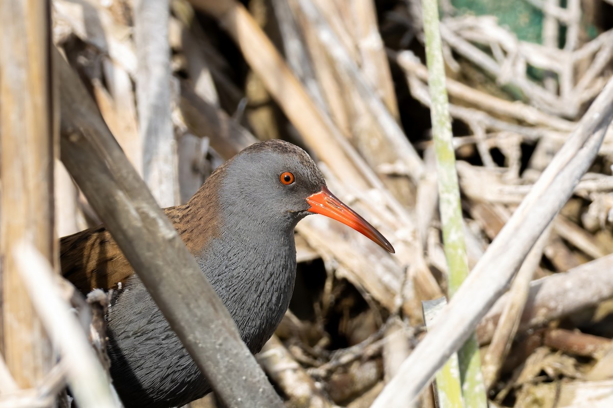 Water Rail - ML617236420