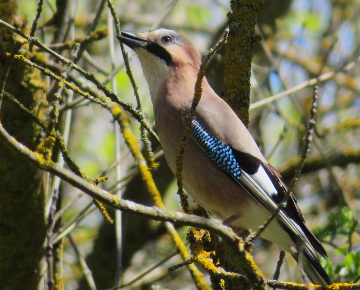 Eurasian Jay - ML617236439