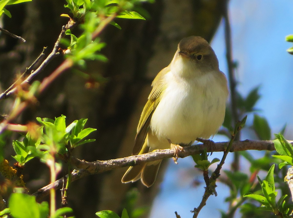 Western Bonelli's Warbler - ML617236446