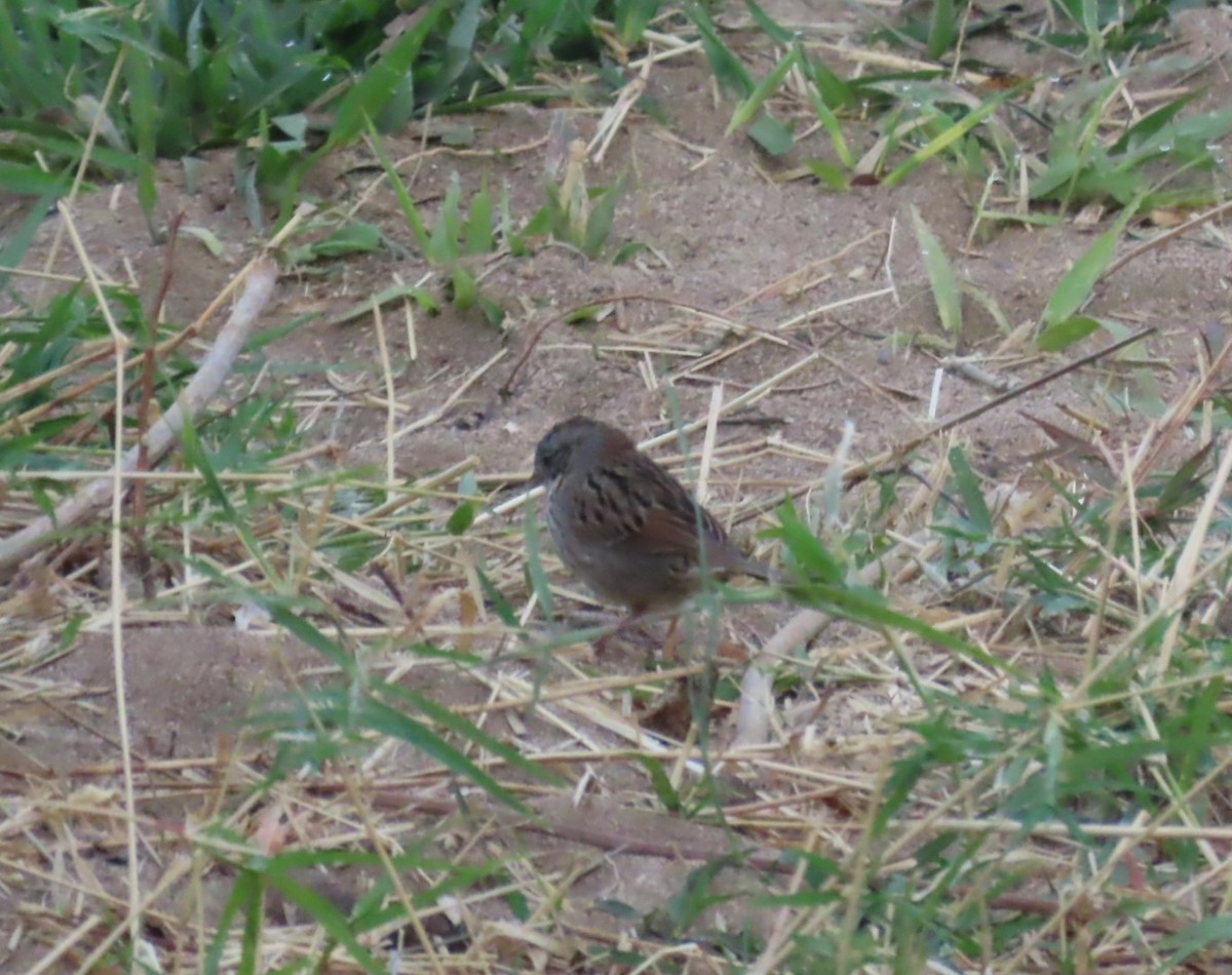 Lincoln's Sparrow - ML617236450