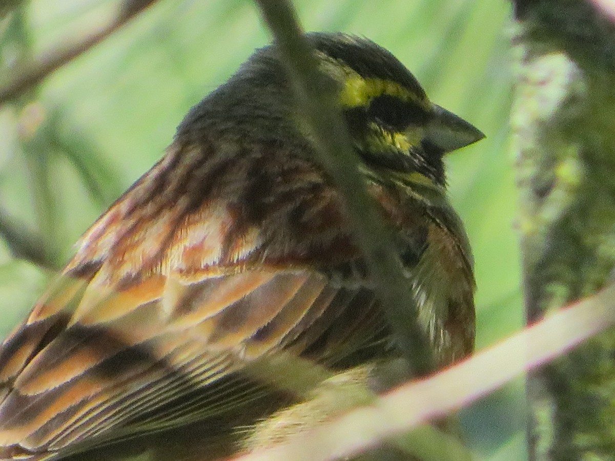 Cirl Bunting - ML617236459