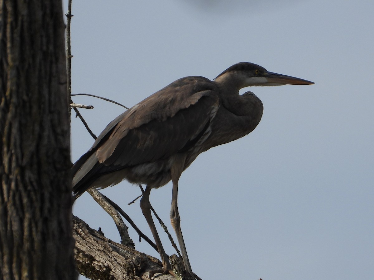 Great Blue Heron - ML617236464