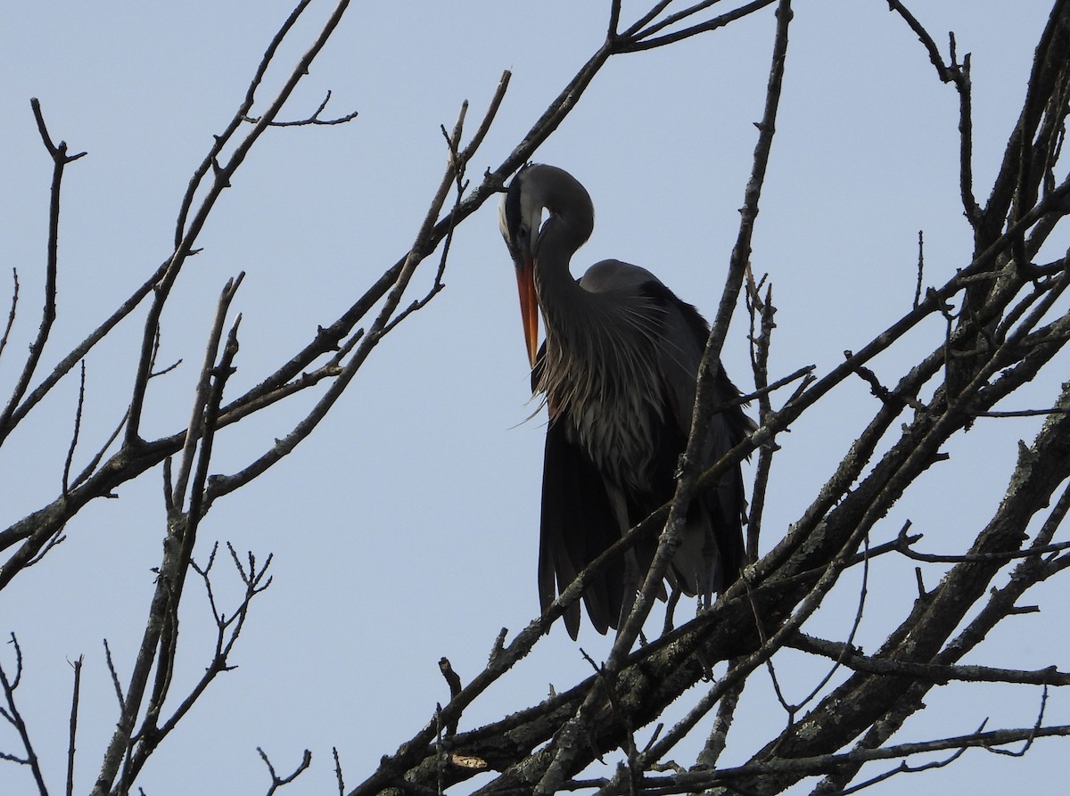 Great Blue Heron - ML617236465