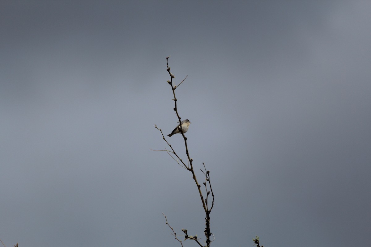 Lucy's Warbler - ML617236495