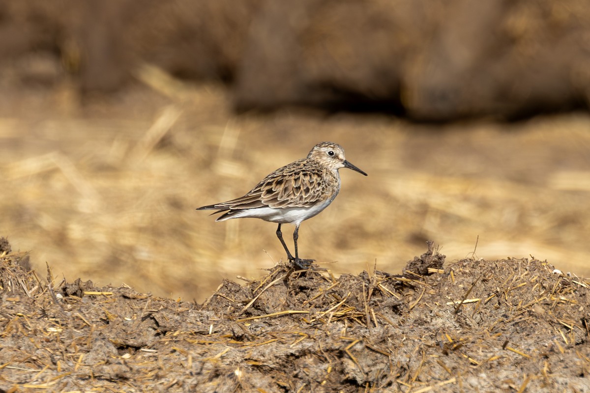 Baird's Sandpiper - ML617236497