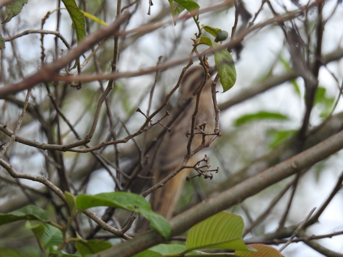 Striped Cuckoo - ML617236528