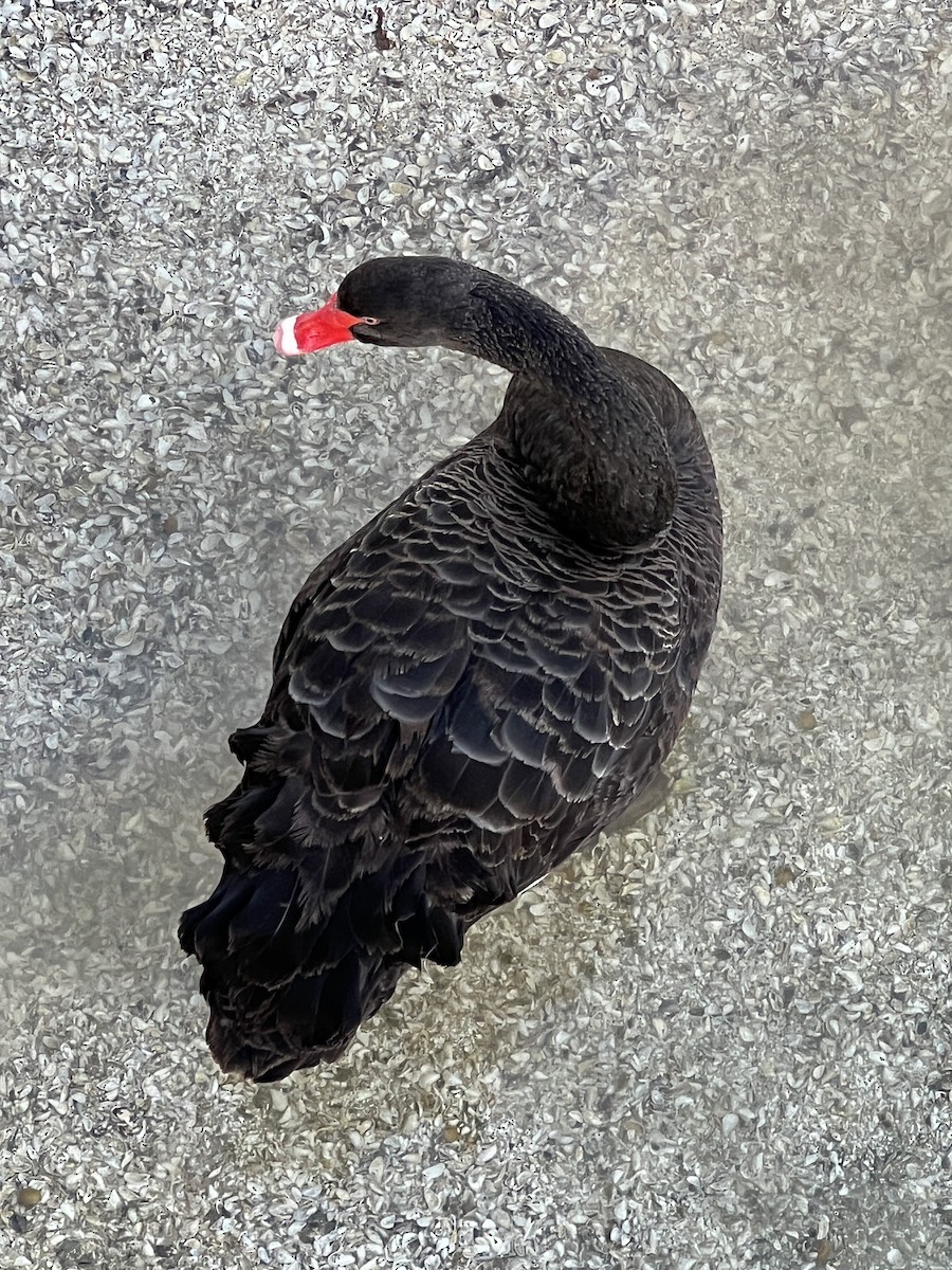 Black Swan - ML617236538