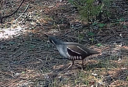 Mountain Quail - Michael Hopper