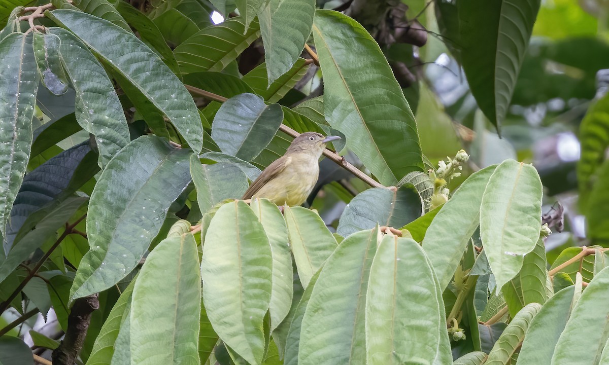 Sulphur-bellied Bulbul - ML617236548