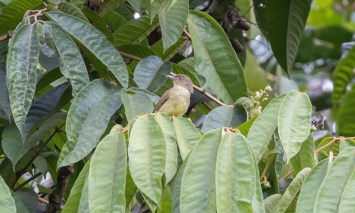 Sulphur-bellied Bulbul - ML617236549