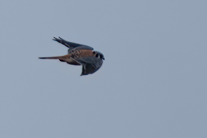 American Kestrel - ML617236551