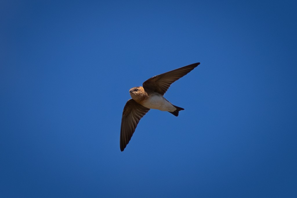 Tawny-headed Swallow - Erik Rodarte