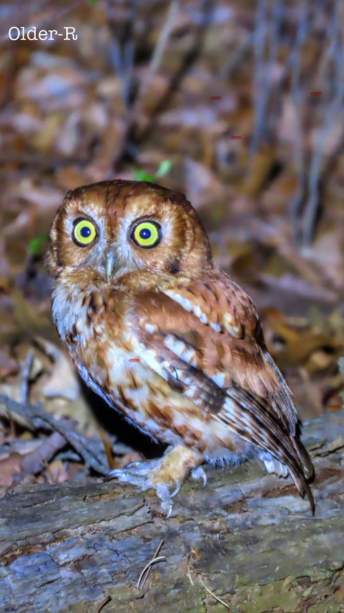 Eastern Screech-Owl - older rodriguez