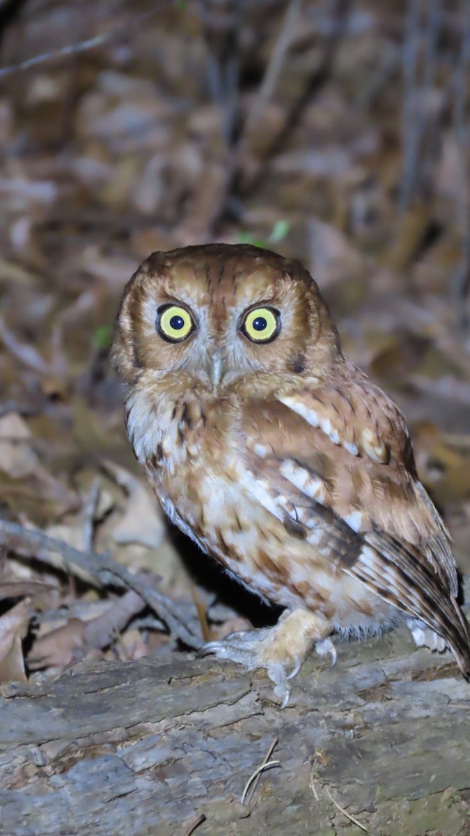 Eastern Screech-Owl - older rodriguez