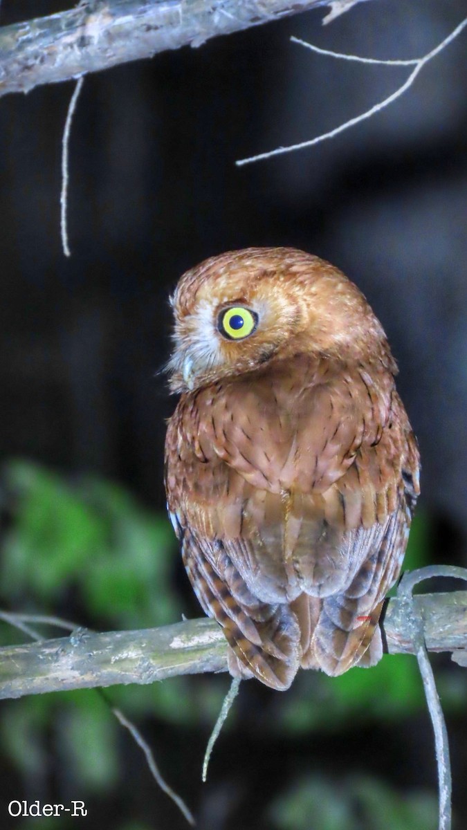 Eastern Screech-Owl - older rodriguez