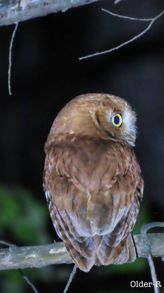 Eastern Screech-Owl - ML617236656