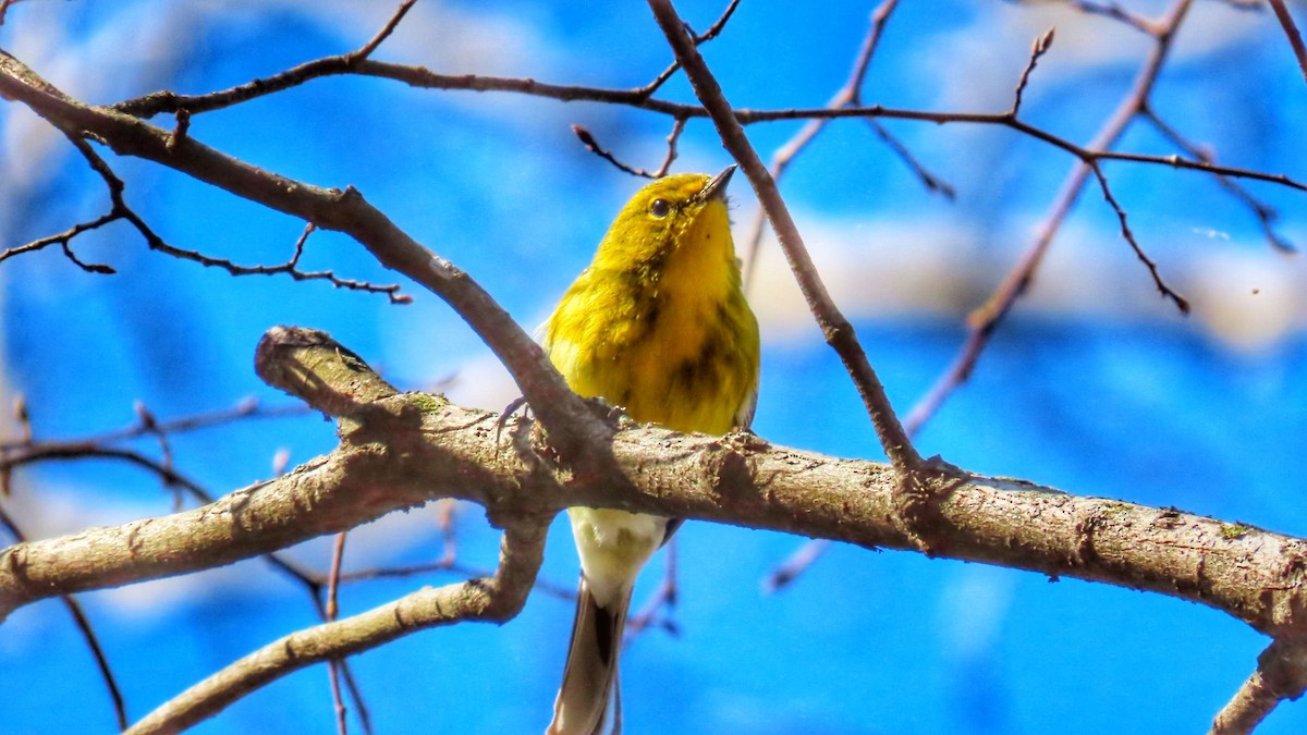 Pine Warbler - ML617236683