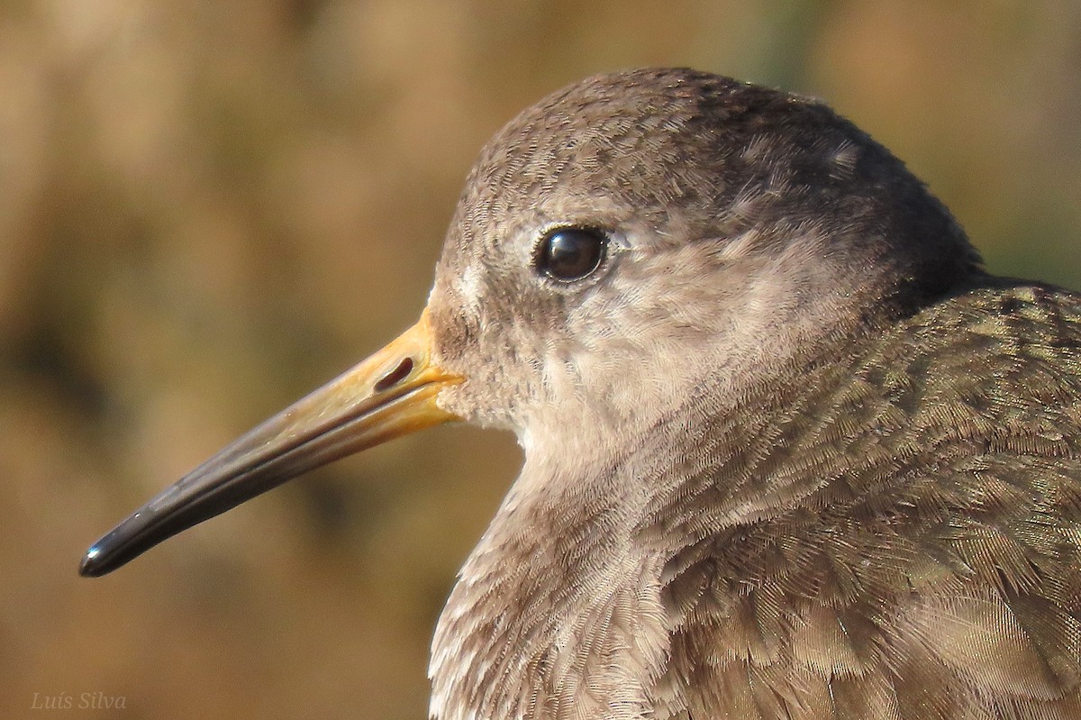 Purple Sandpiper - Luís Manuel Silva