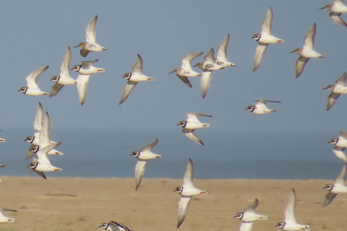 Common Ringed Plover - Luís Manuel Silva