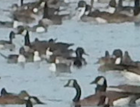 Greater Scaup - ML617236775