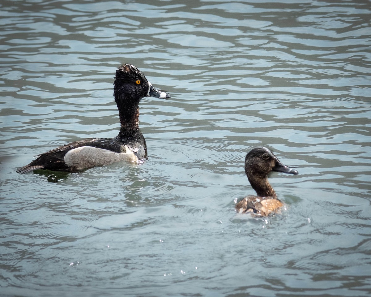 Ring-necked Duck - ML617236777