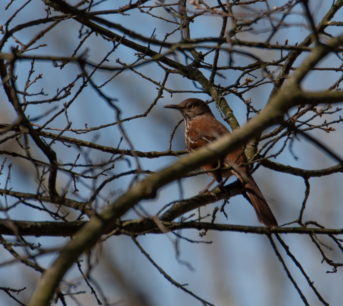 Brown Thrasher - ML617236786