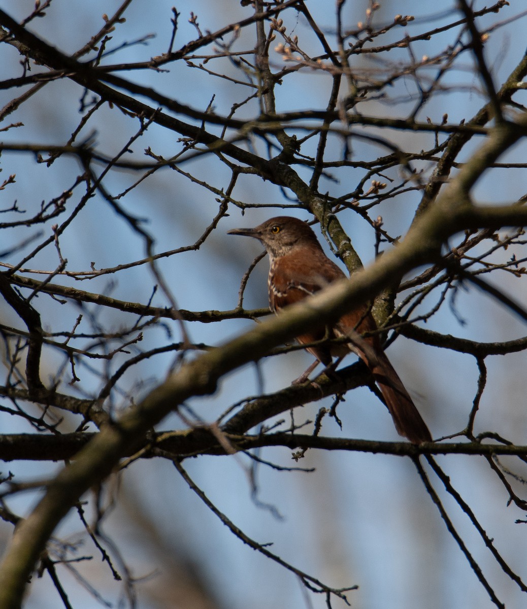 Brown Thrasher - ML617236787