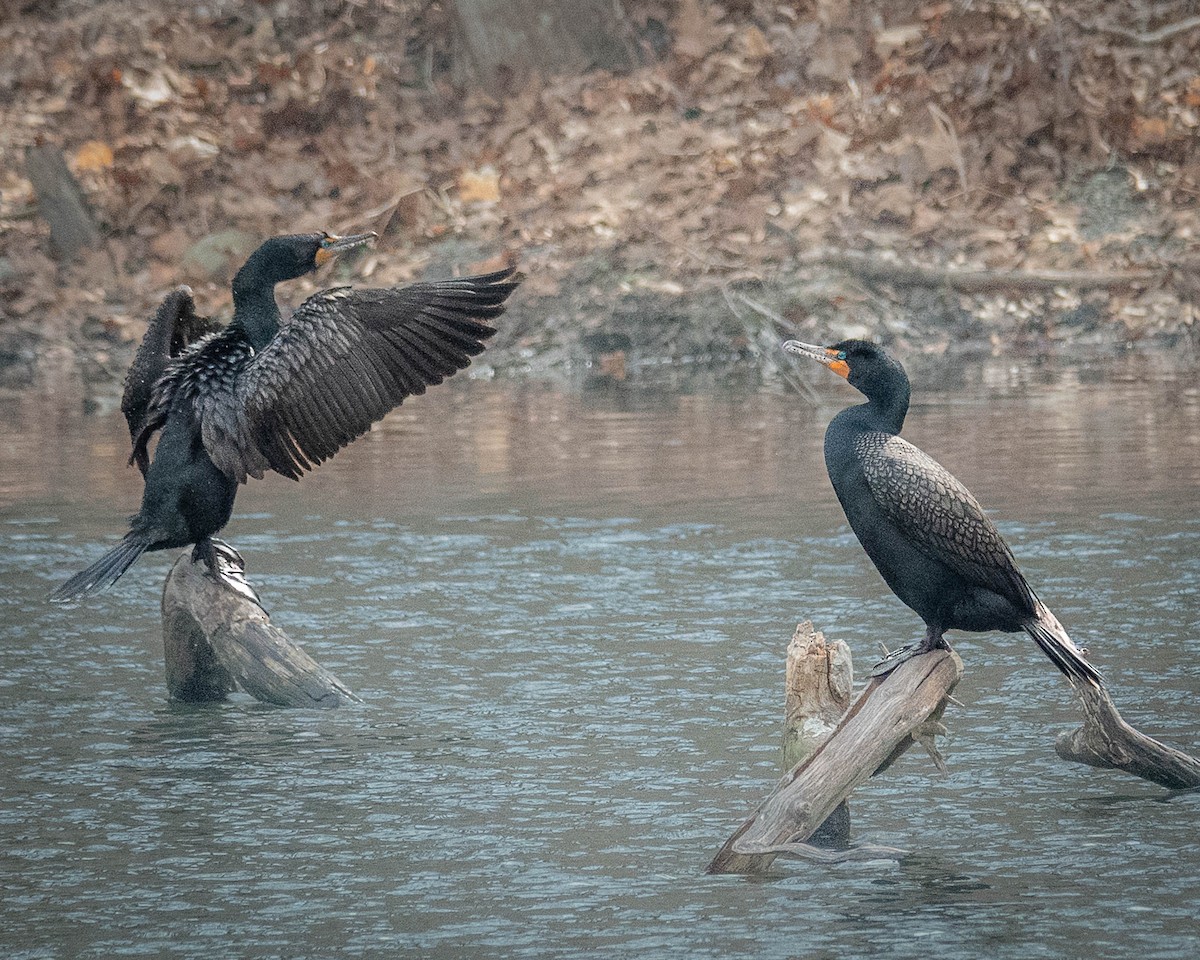 Cormoran à aigrettes - ML617236792