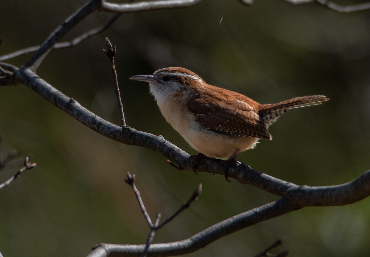 Carolina Wren - ML617236799