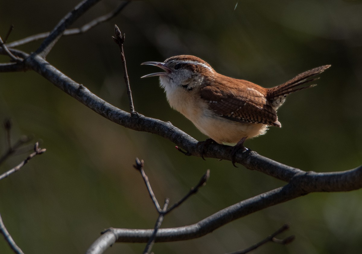 Carolina Wren - ML617236800