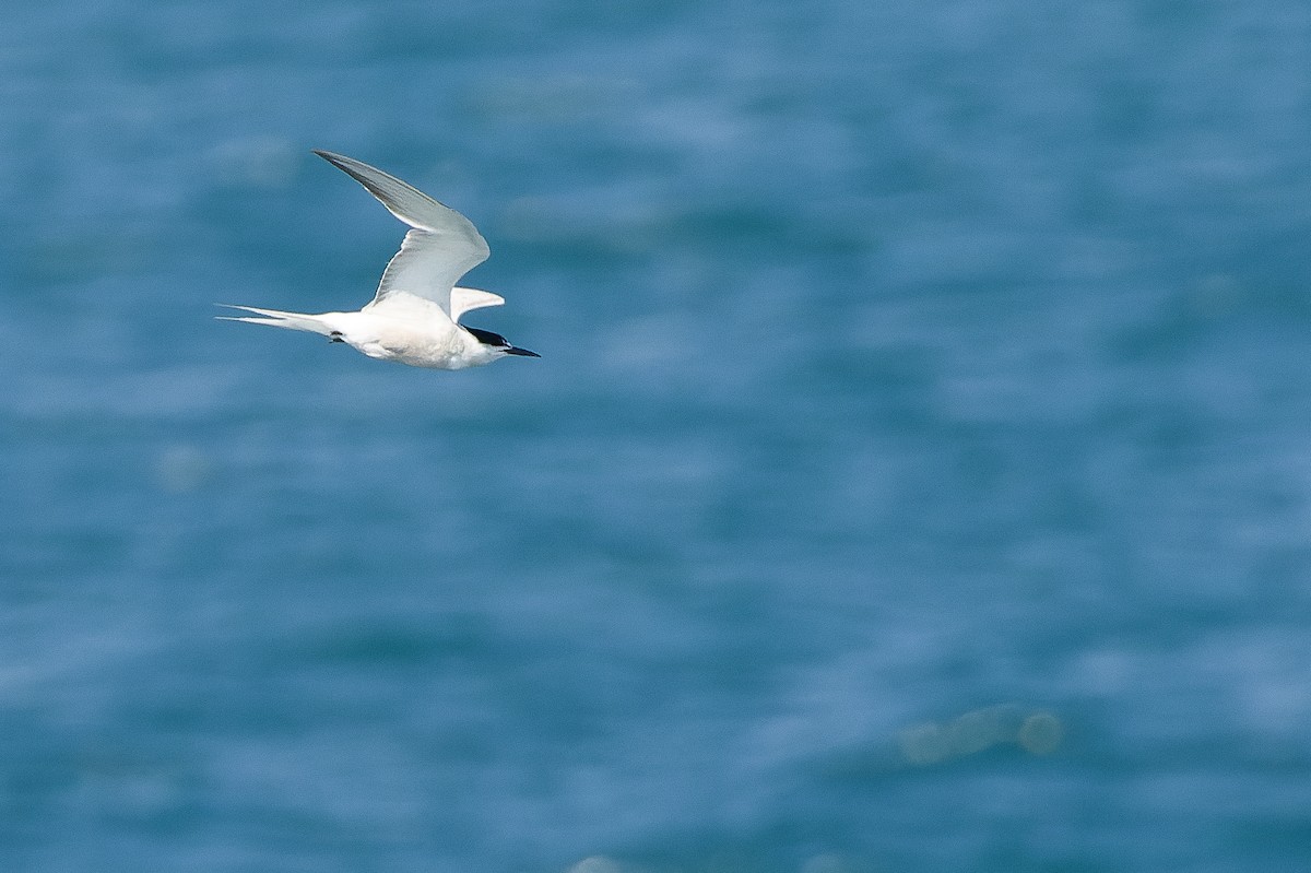 rybák obecný (ssp. longipennis) - ML617236812