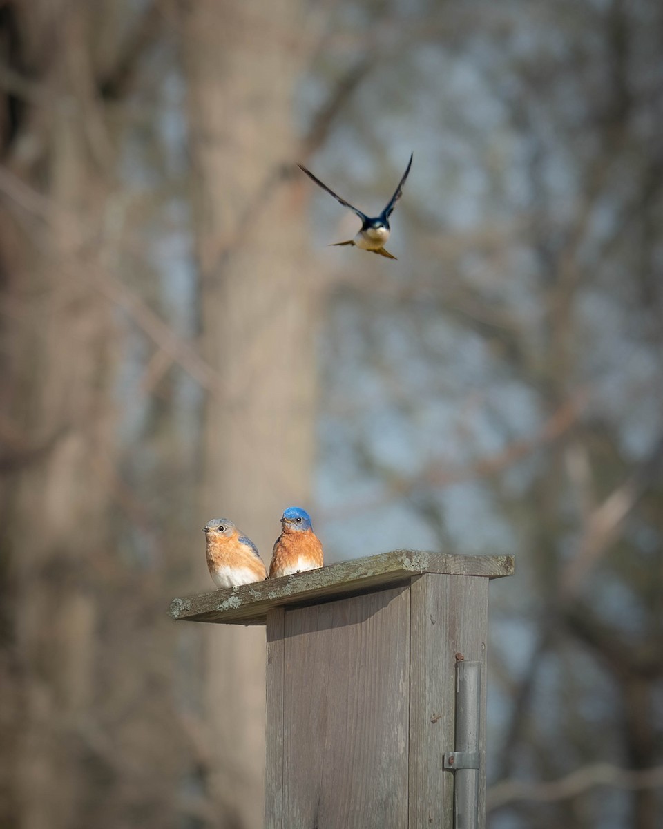 Eastern Bluebird - ML617236829