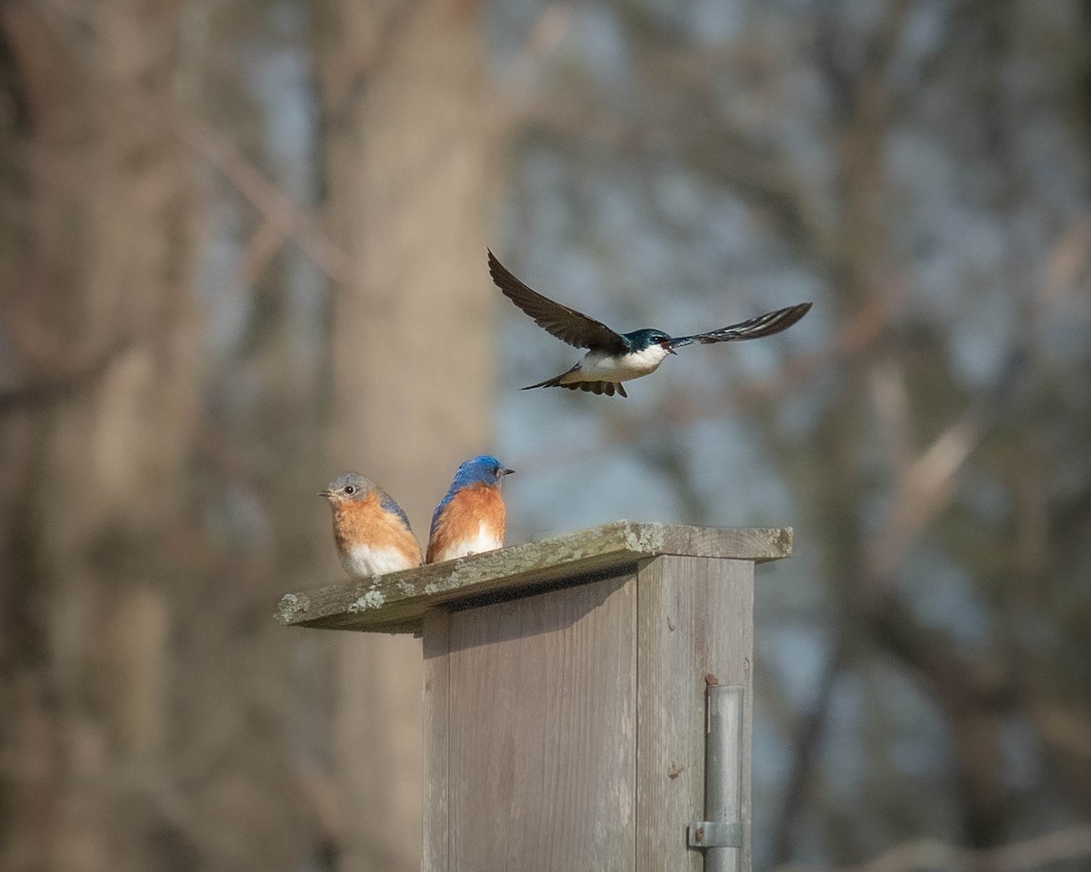 Eastern Bluebird - ML617236830