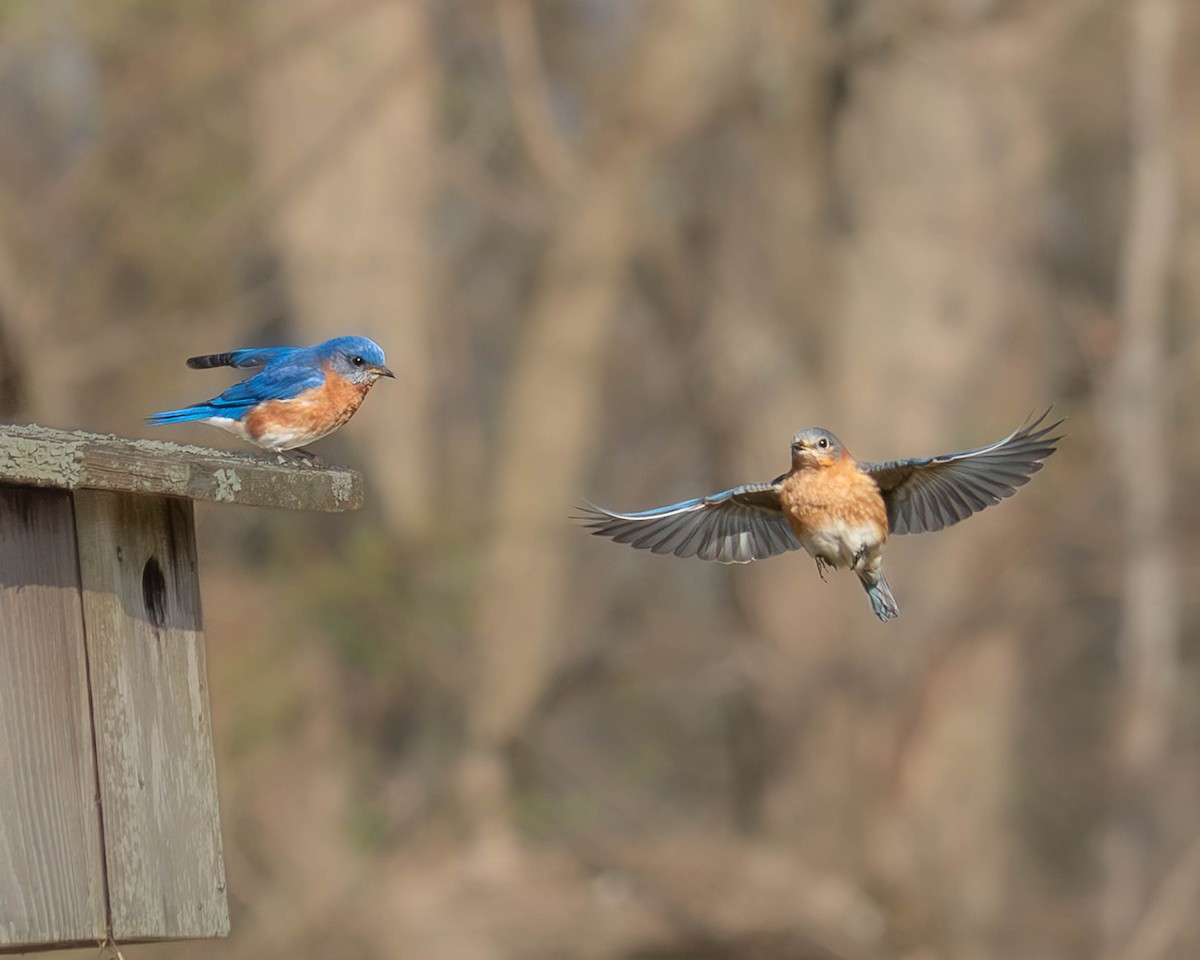 Eastern Bluebird - ML617236831