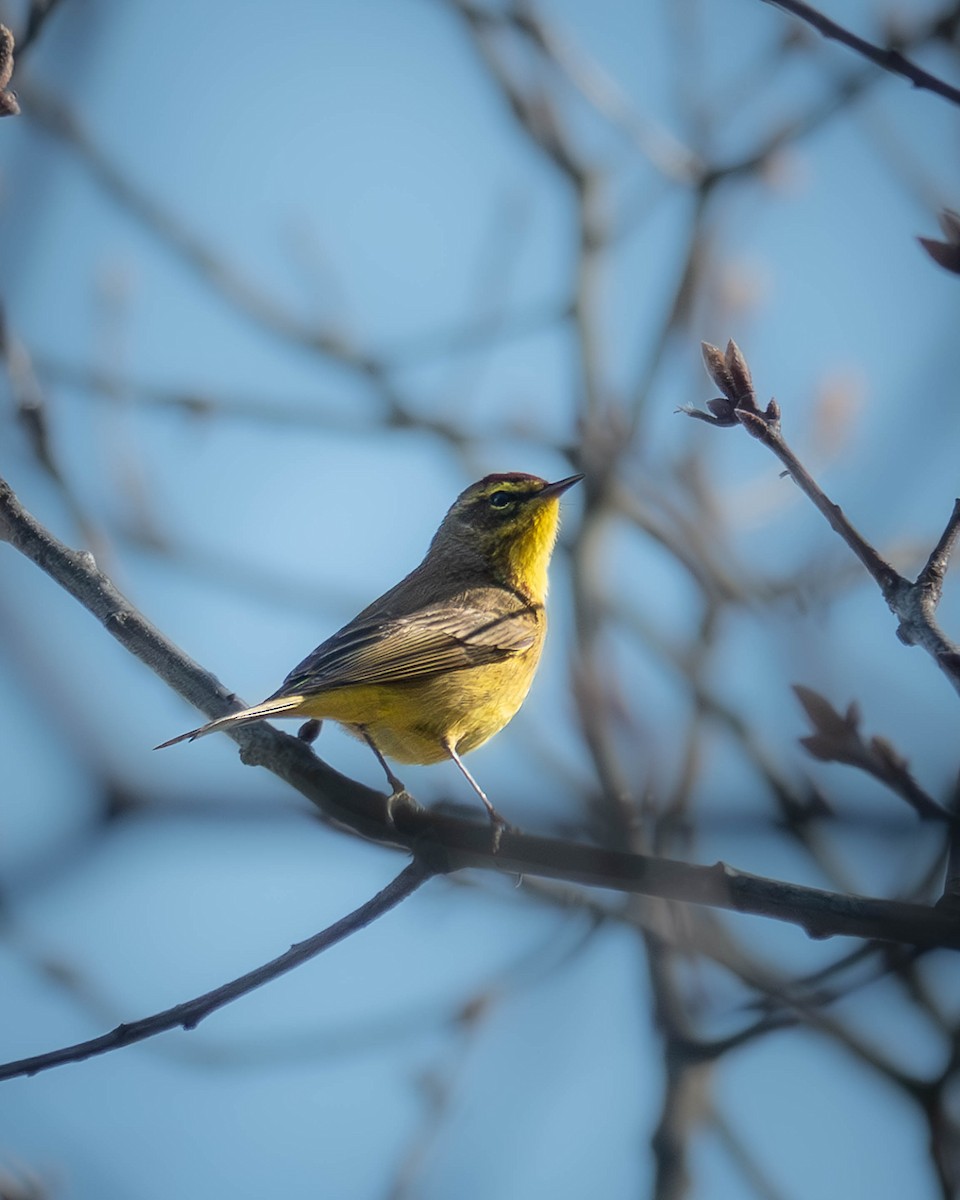 Palm Warbler - ML617236869