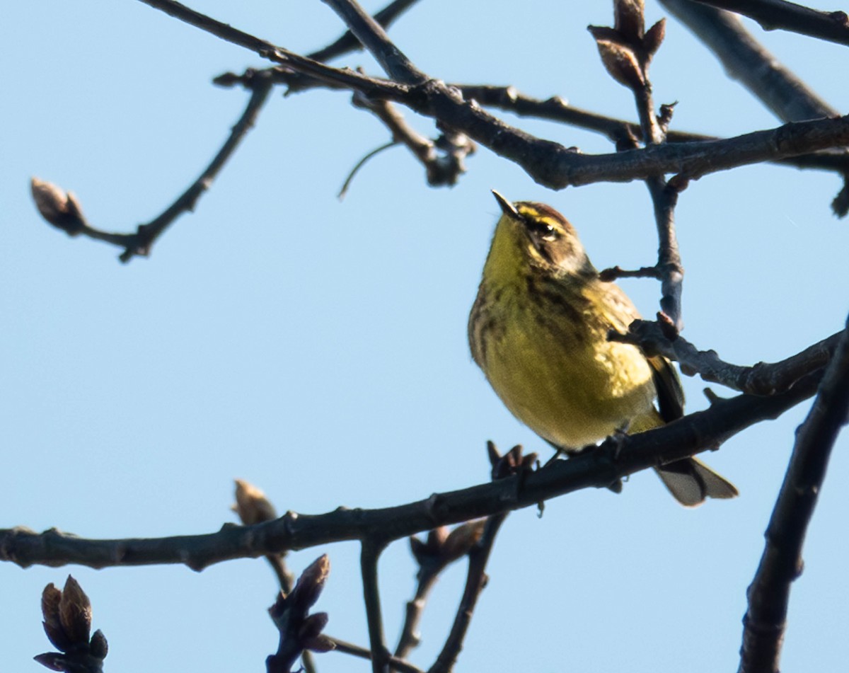 Paruline à couronne rousse - ML617236870