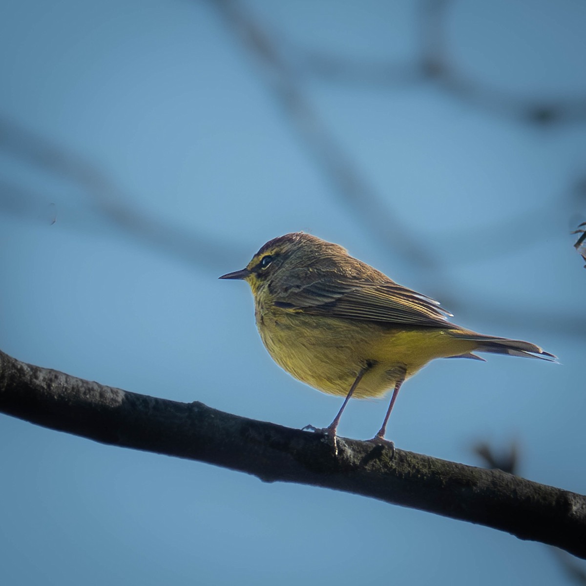 Palm Warbler - ML617236871