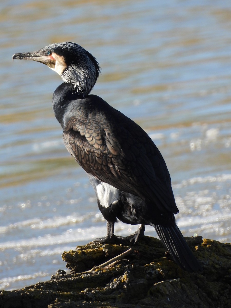 Great Cormorant - Dani G. Jambrina