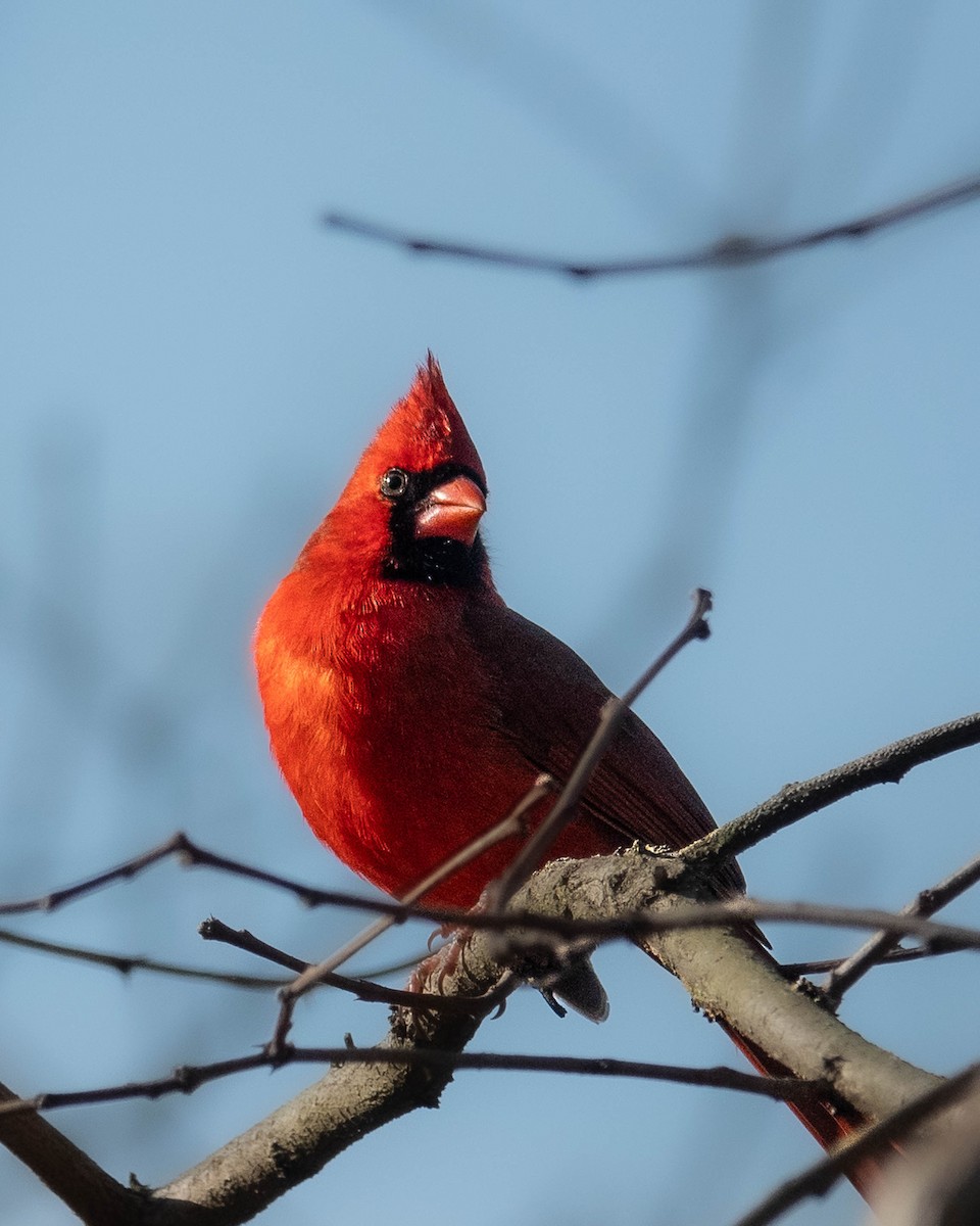 Cardinal rouge - ML617236881