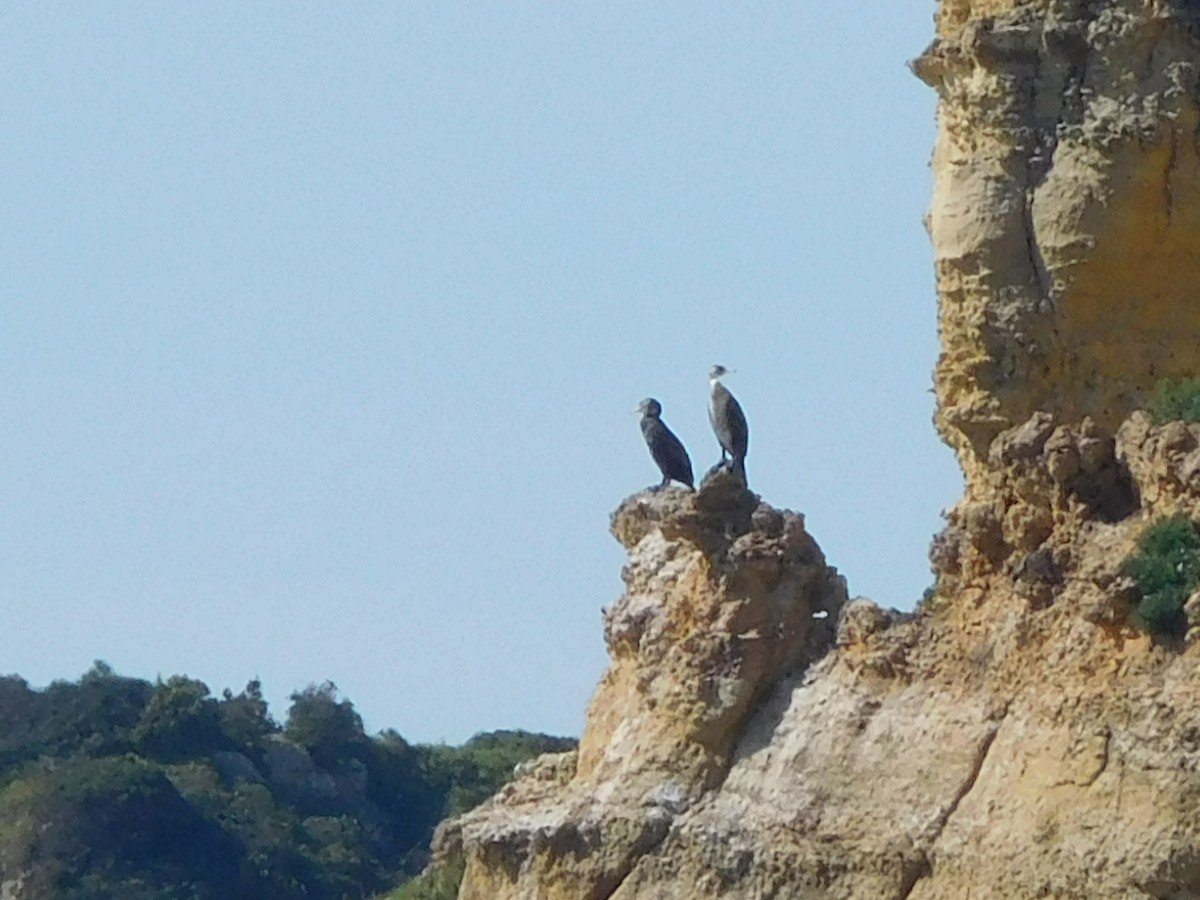 Тураг гогой - ML617236884