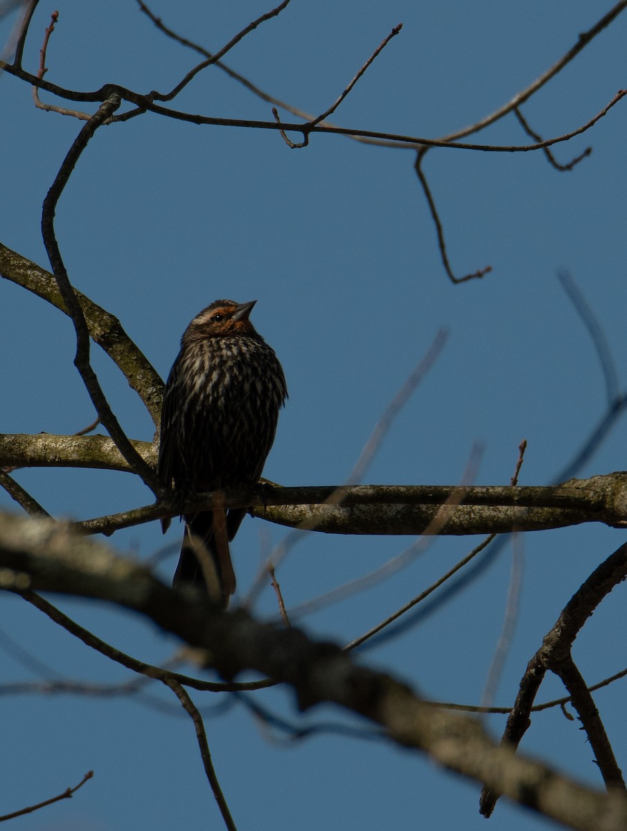 Red-winged Blackbird - ML617236885