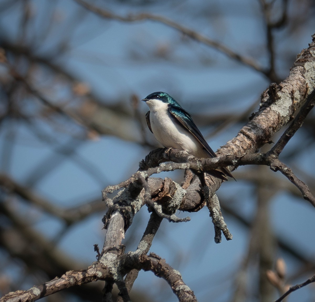 Golondrina Bicolor - ML617236912