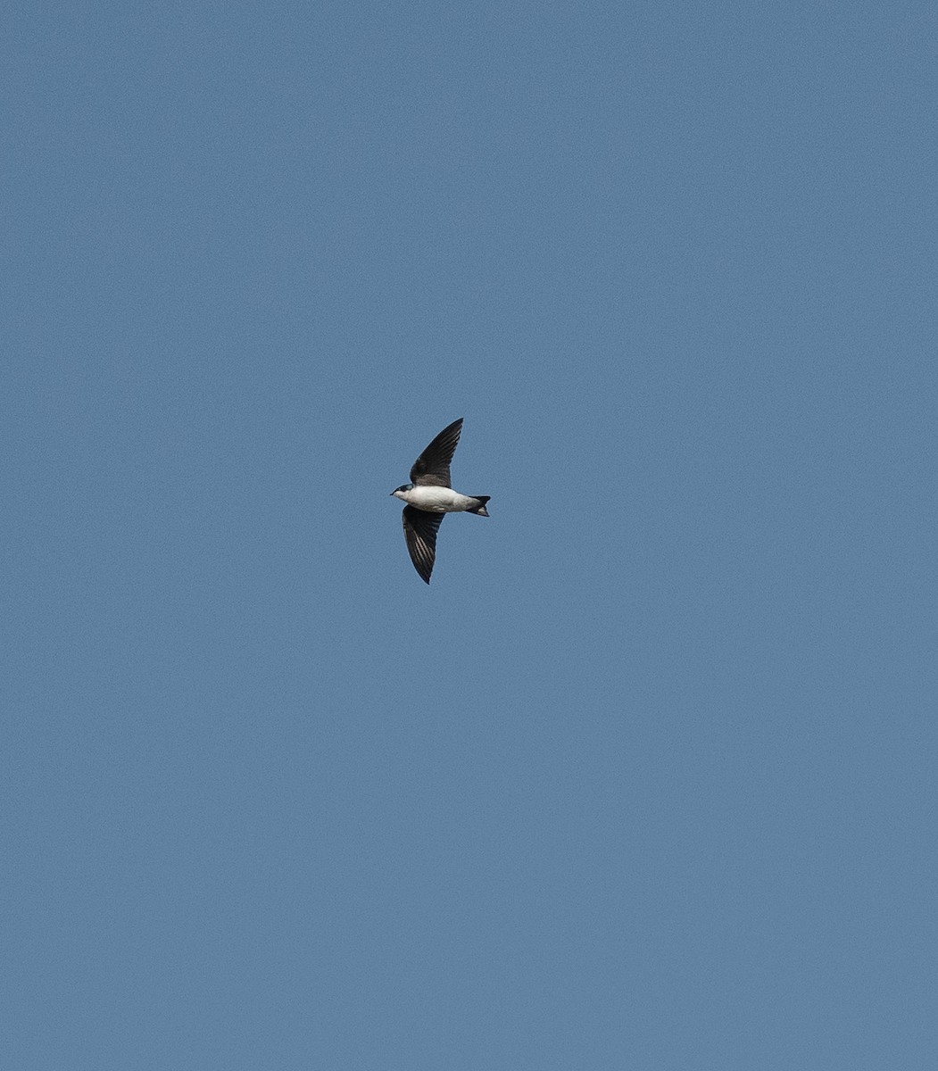 Golondrina Bicolor - ML617236913