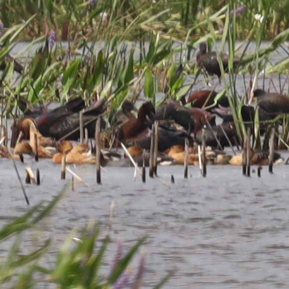 Fulvous Whistling-Duck - Charles (PAT) Dollard